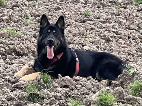 Kai is outcross kortstokhaar tot middellang met Langstokhaar gen
56,9% Duitse Herder
25,7% Alaskan Malamute
10,5% Siberian Husky
6,9% Czechoslovakian Vlcak